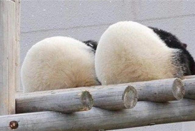 这些熊猫太搞笑了,满屏都是圆滚滚,笑喷了!