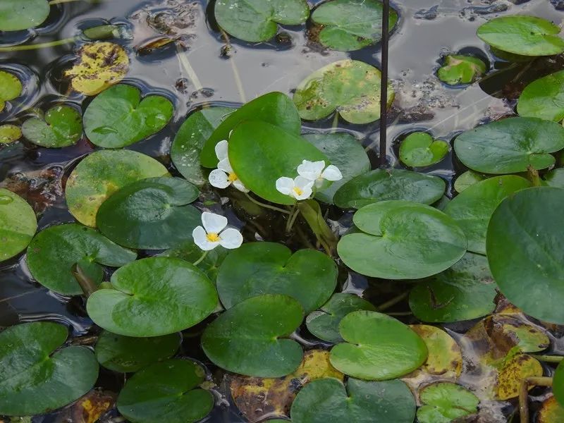 是一种浮水的草本植物,须根很长,可以达到30cm.