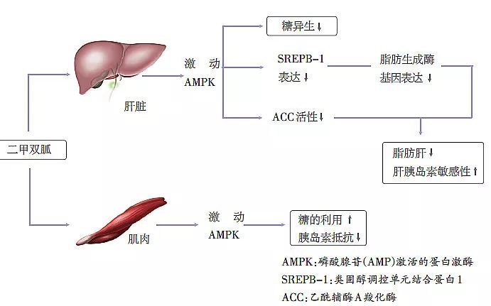 速尿的作用原理_汽车点火系统电路图及工作原理(2)