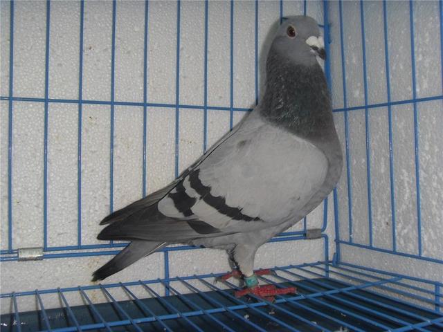 信鸽品种大全图片库 64b14d9ec74e49309e528ee9872491f7.jpeg
