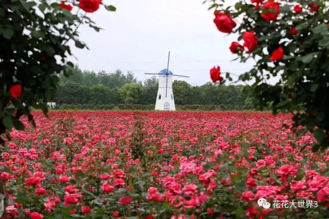 劲爆!常州华东玫瑰风情园缤纷花海狂欢节开幕!免费