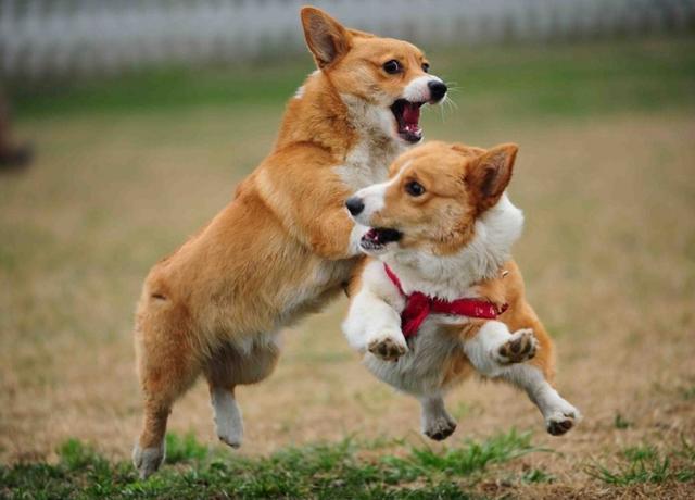 狗为啥会磕头跪拜 744e73b578fd457792052b67c2627a02.jpeg