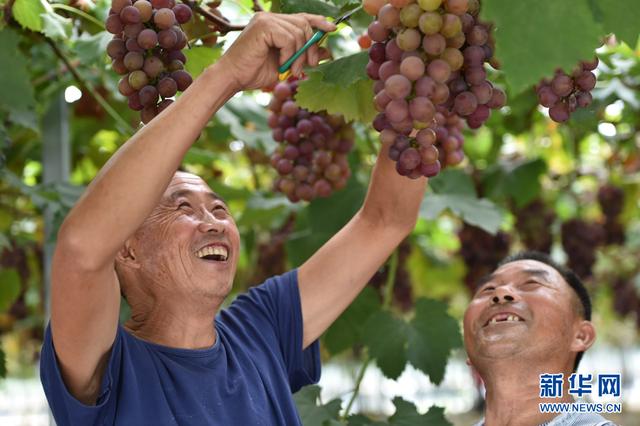 9月20日,长丰县庄墓家庭农杨的工人们喜摘葡萄.