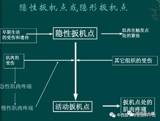 筋膜学疼痛与扳机点(一)_肌肉