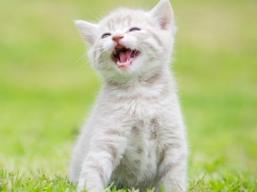 一只猫大笑指着人 828d99601ba5485daea726277d3ae1f3.jpeg