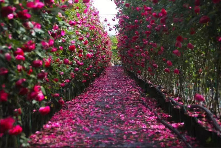 徜徉在浪漫满满的玫瑰花海长廊 玫瑰迷宫,浪漫的英式风情 属于下午茶