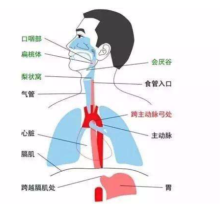 早上喉咙有痰怎么办