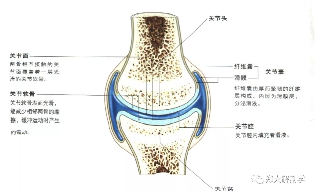 奥秘系列关节的形态与奥秘