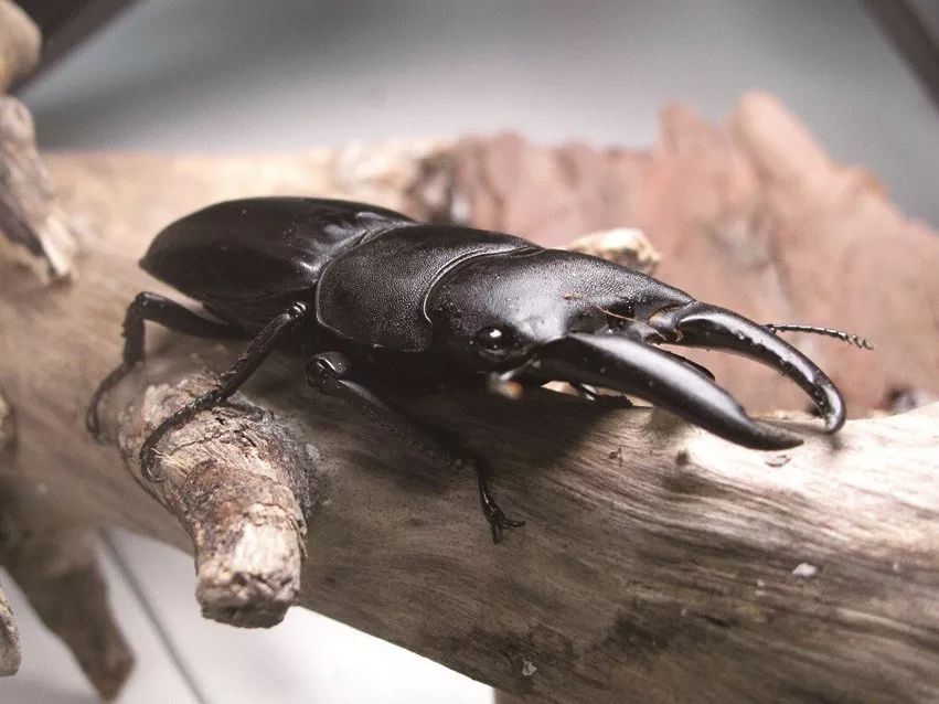 锹形甲虫(胡洋 北京府学小学)(指导教师/张志刚 叶嵘)孩子们拍得太棒