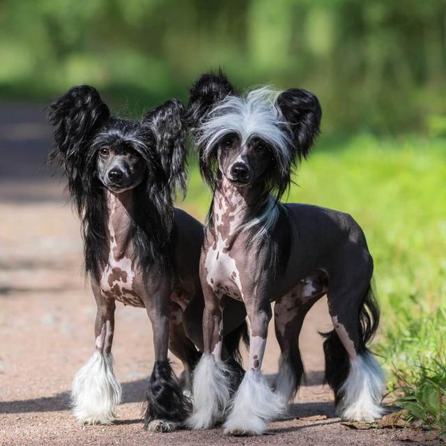 中国冠毛犬多次获得世界最丑狗狗大奖为何有人对它痴狂