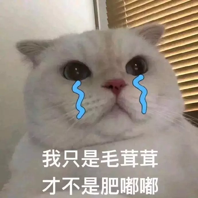 猫咪表情包合集|大人说话,小孩别插嘴