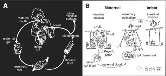 当母亲和婴儿暴露在一样的环境中，病原体进入母亲的肠道，妈妈的免疫系