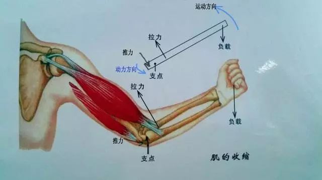 杠杆原理的例子_6岁孩子就能理解 杠杆原理 ,这故事设计得很通俗(3)