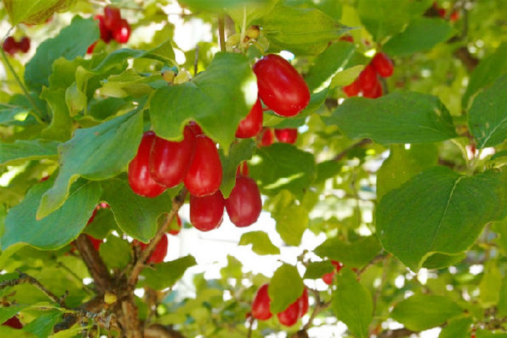 重阳节为什么要插茱萸？重阳节为何被称为“茱萸节”