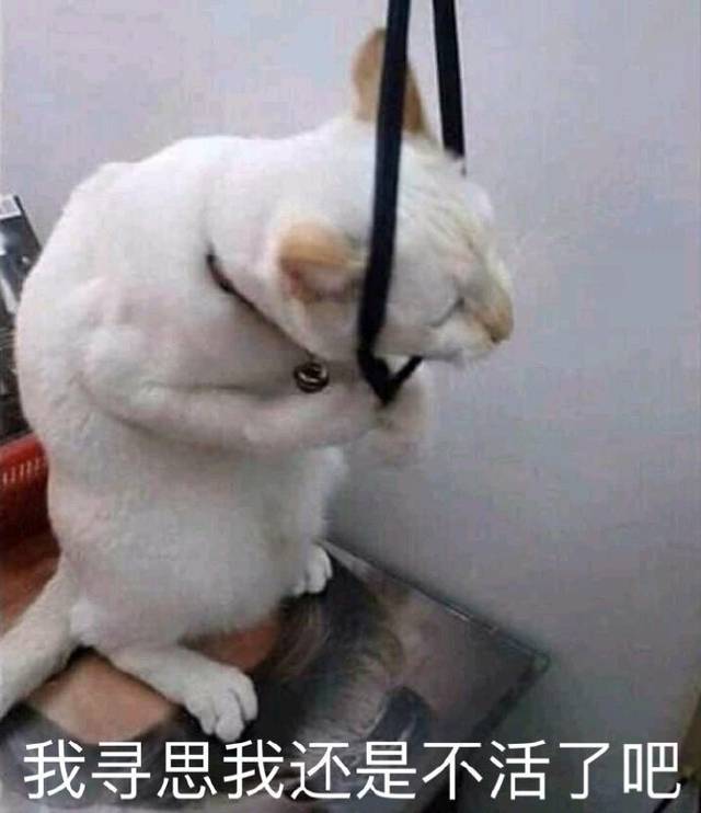 猫咪表情包合集|大人说话,小孩别插嘴