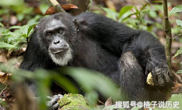 一只黑猩猩被专家当孩子养,差点把它变成人,与人类仅仅相差1.3%_尼姆