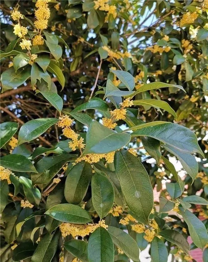 让我们依依不舍得离开了桂花树