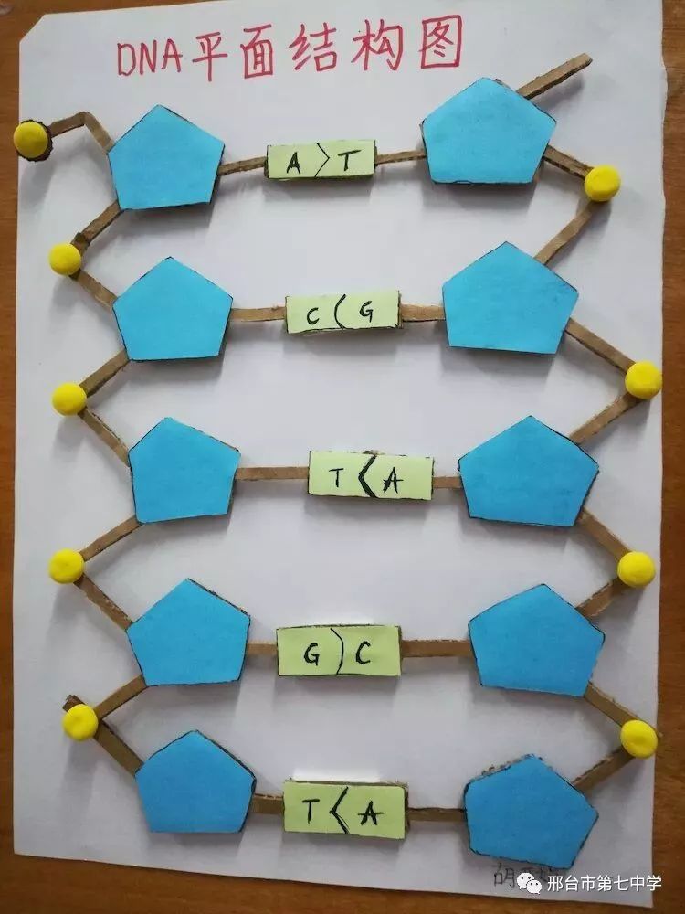 【核心素养】高二年级理综组举办dna双螺旋结构模型优秀作品展