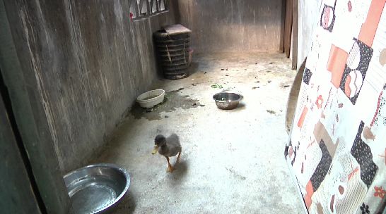 怎么养小黄鸭在家 f6ecb2750273400ab3090fa4a1d294e0.jpeg