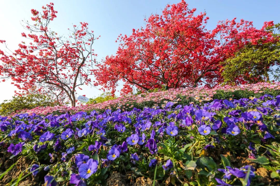 全国首家花卉休闲区花落无锡,九龙湾花彩小镇第一届枫树节盛大开幕!