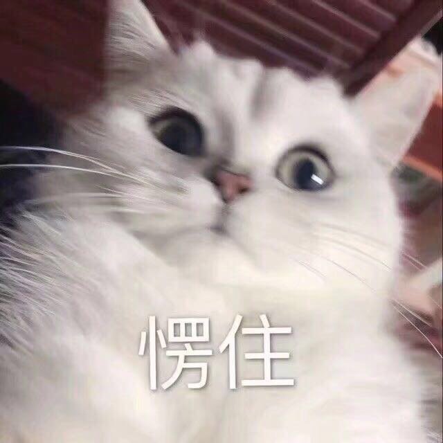 可爱的猫咪表情包合集哥哥出来玩吗