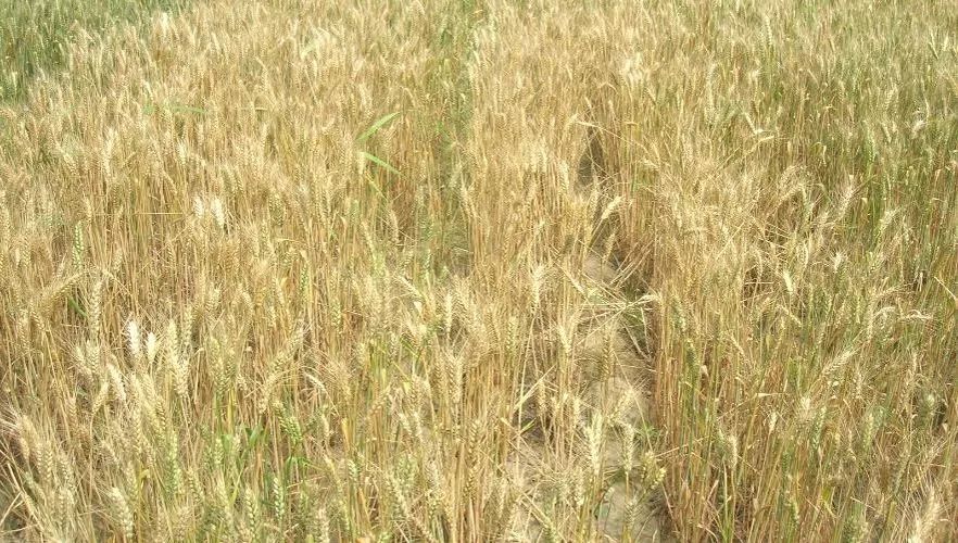(小麦全蚀病重发田(三年))传入第三年小麦全蚀病田间分布,全田普遍