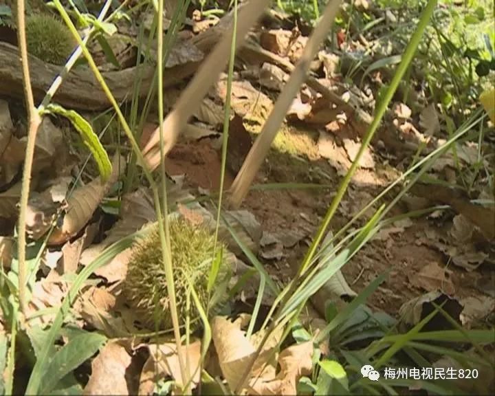 浑身是刺猜成语_浑身是刺的人图片(3)