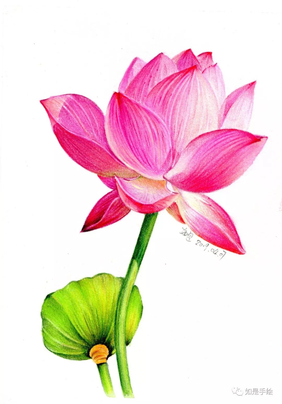 楚如画 荷花圖 2b9b78e774a849efa9adaa5ba42359