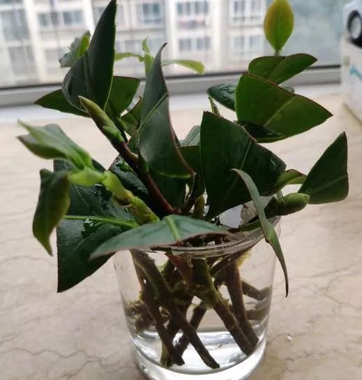 茶花怎么扦插10月正是水插茶花的季节