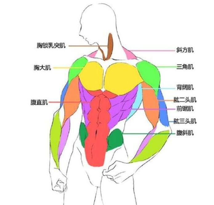 人体肌肉怎么画 动漫人体肌肉的详细画法 绘画