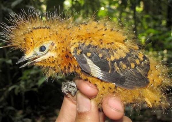 雀 螳螂 知了猜一成语_雀尾螳螂虾(3)