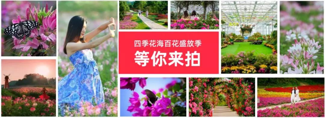 英山四季花海七重好礼献礼国庆!百花齐放庆国庆,万紫千红等你来!