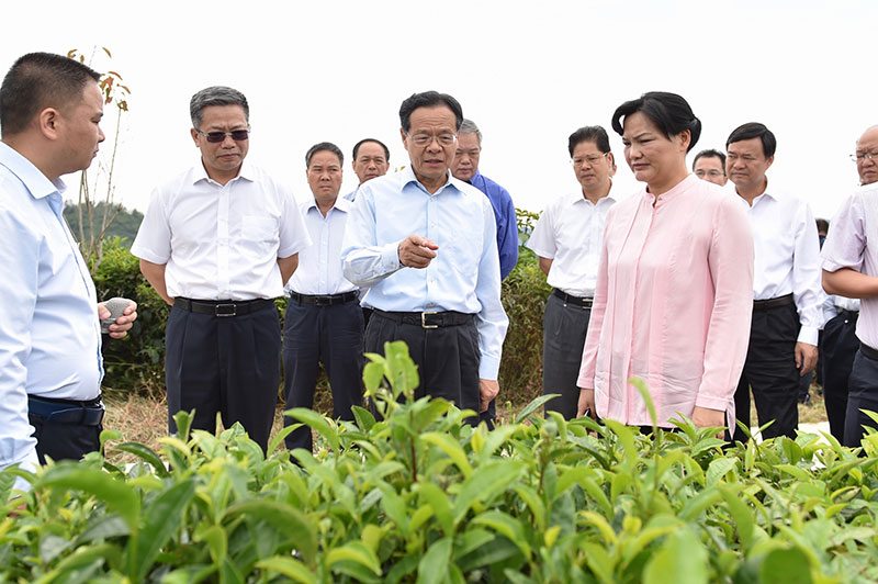 (来源:南宁市人民政府 在广西第一大白茶加工厂凌春集团的万亩茶园