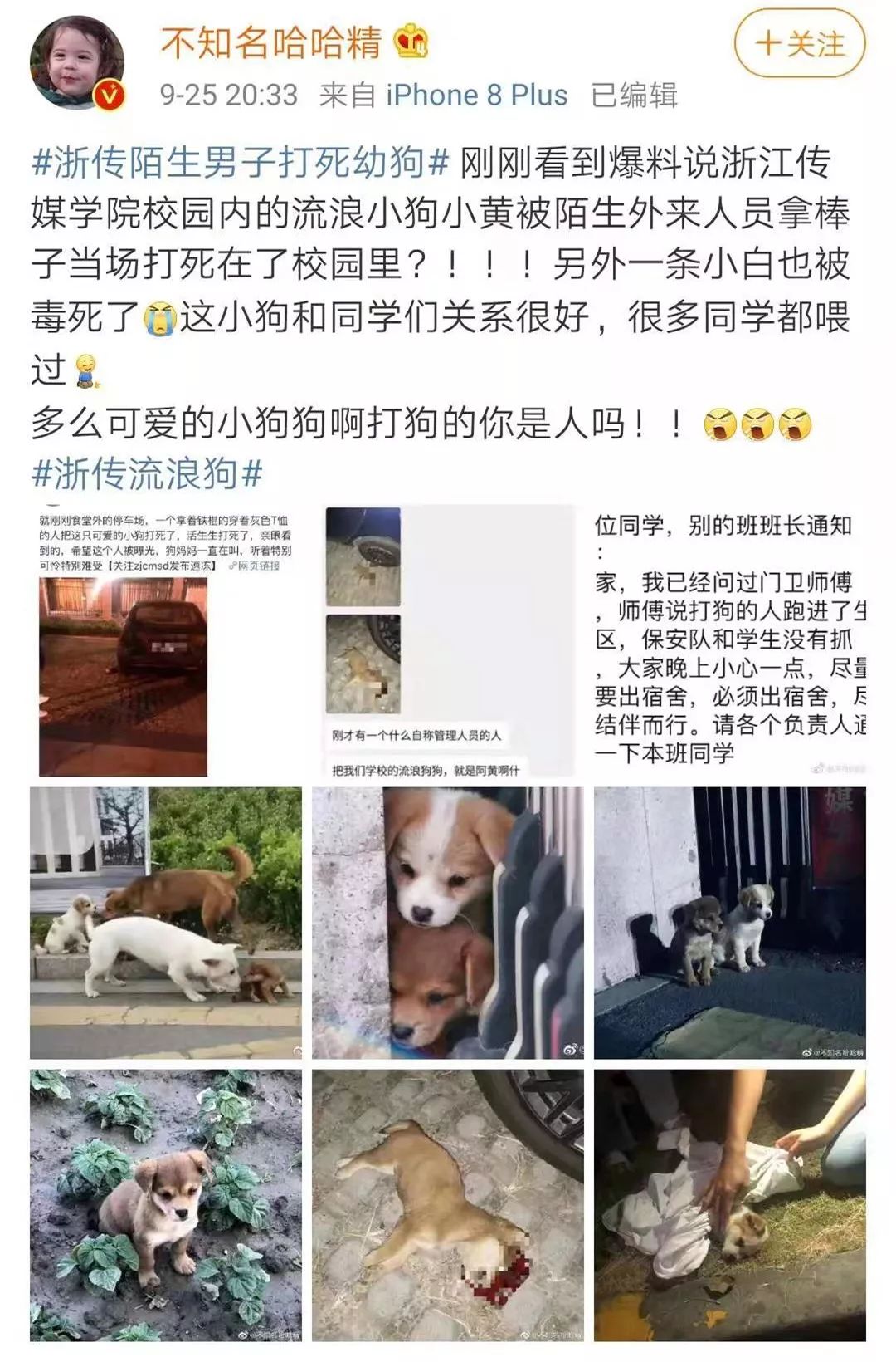 高校内两只流浪小奶狗被人打死，狗妈妈的呜咽声让人心碎