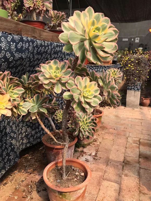 多肉怎么养才能长老桩 5ebded8c788e488f8a63a8300b1dd861.jpeg