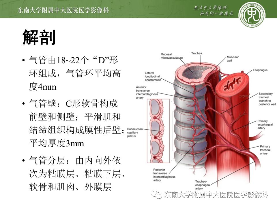 09.26 呼吸系统疾病_气管