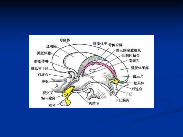 神经解剖| 脑室系统解剖及第三脑室病变常见手术入路