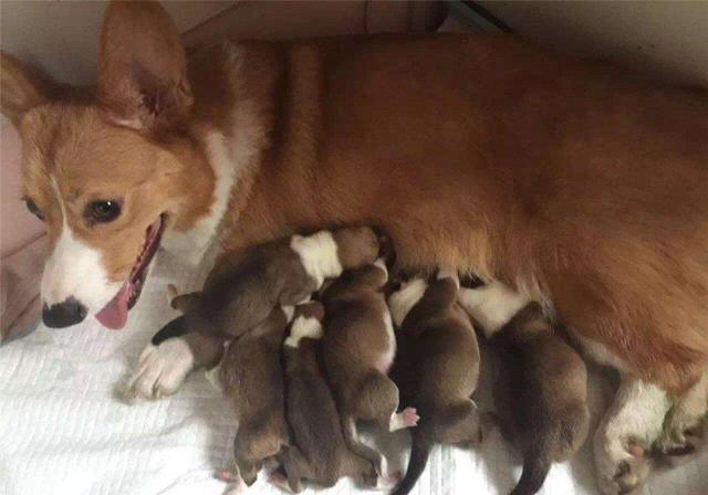 怎么看小狗是否怀孕 72a54bd580a24a539e2a605d680a1afa.jpeg