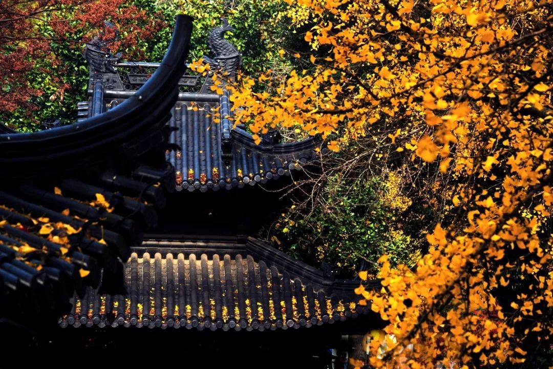 金陵风景好!百年石像路,千年黄栋树…深秋去南京秘境摄秋色大片