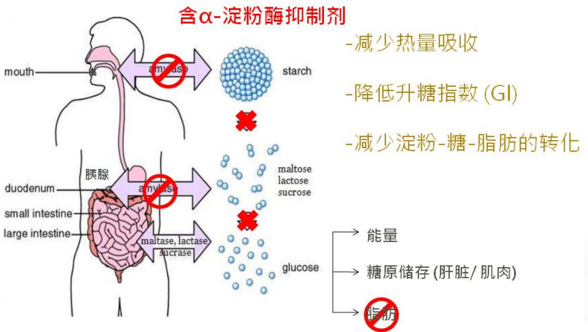 α-淀粉酶抑制剂可有效结合淀粉酶从而阻断碳水化合物转化为葡萄糖