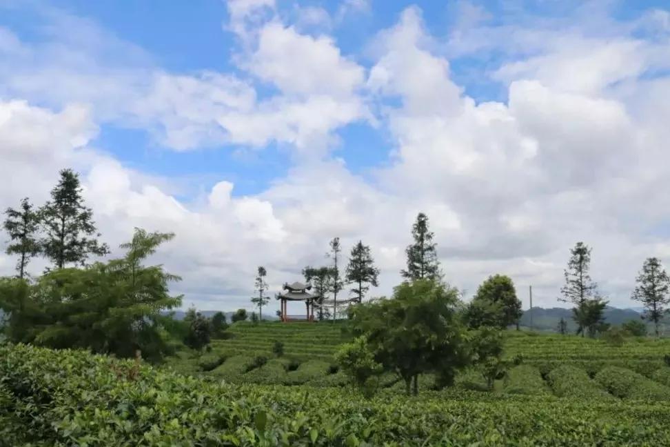 茗约上海 畅享普洱 金秋十月,在上海展览中心期待与君共享"普洱茶"