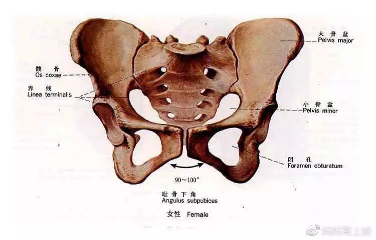 好容易熬到孕晚期了,耻骨却疼到怀疑人生,怎么破?