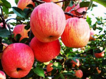 苹果怎么做才能止泻 9313a60774b14c04b9afeaeb2a3951c6.jpeg