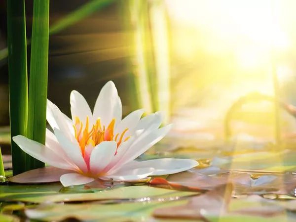 《佛陀教育杂志》第460期 本期专栏:莲花的意义 2016年12月15日