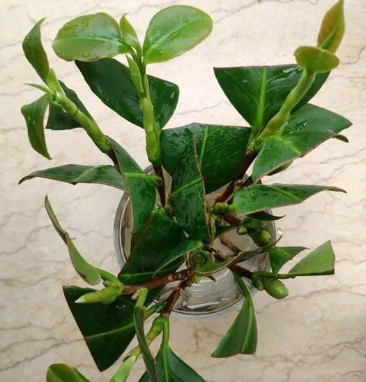 茶花怎么扦插,10月正是水插茶花的季节!