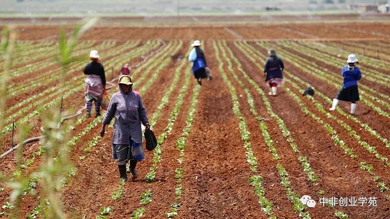 非洲的数字农业化前景到底有多大？