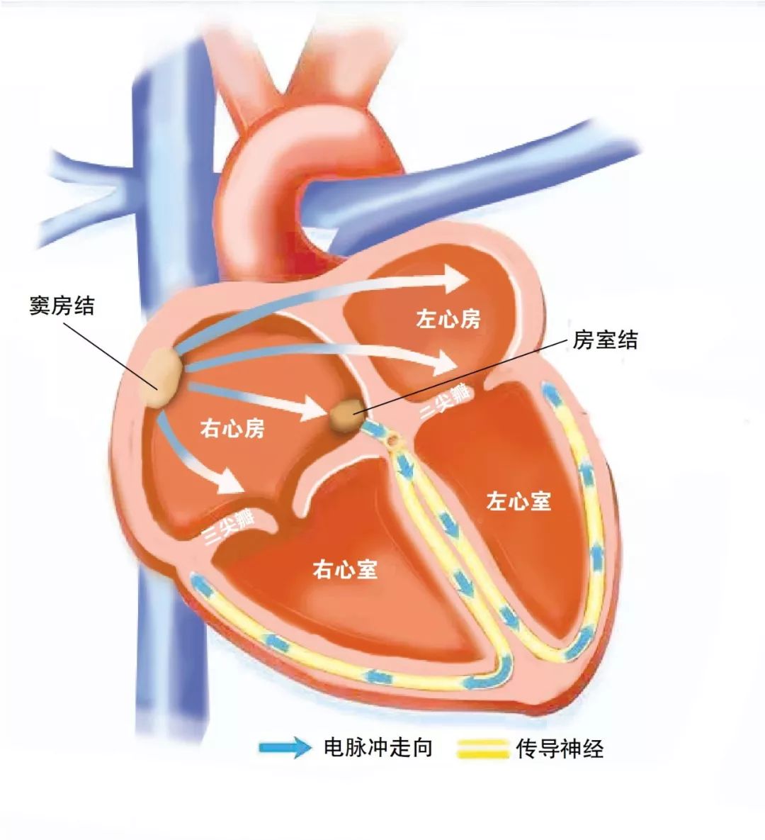 大家先看一下心脏的结构图.