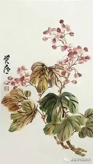 国画秋海棠的画法步骤非常详细视频教学