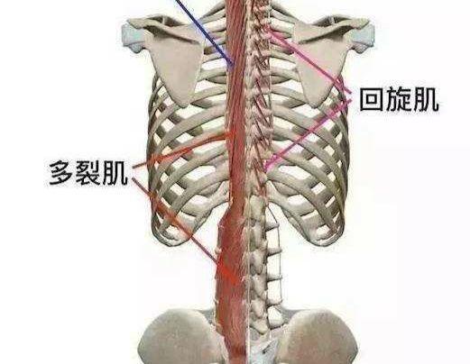 ② 多裂肌腰方肌的作用为下降和固定第12肋,并使脊柱侧屈.