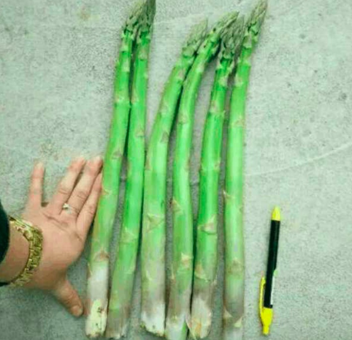 怎么种植芦笋 a2937deddd2f441fa28502f38081c07c.jpeg